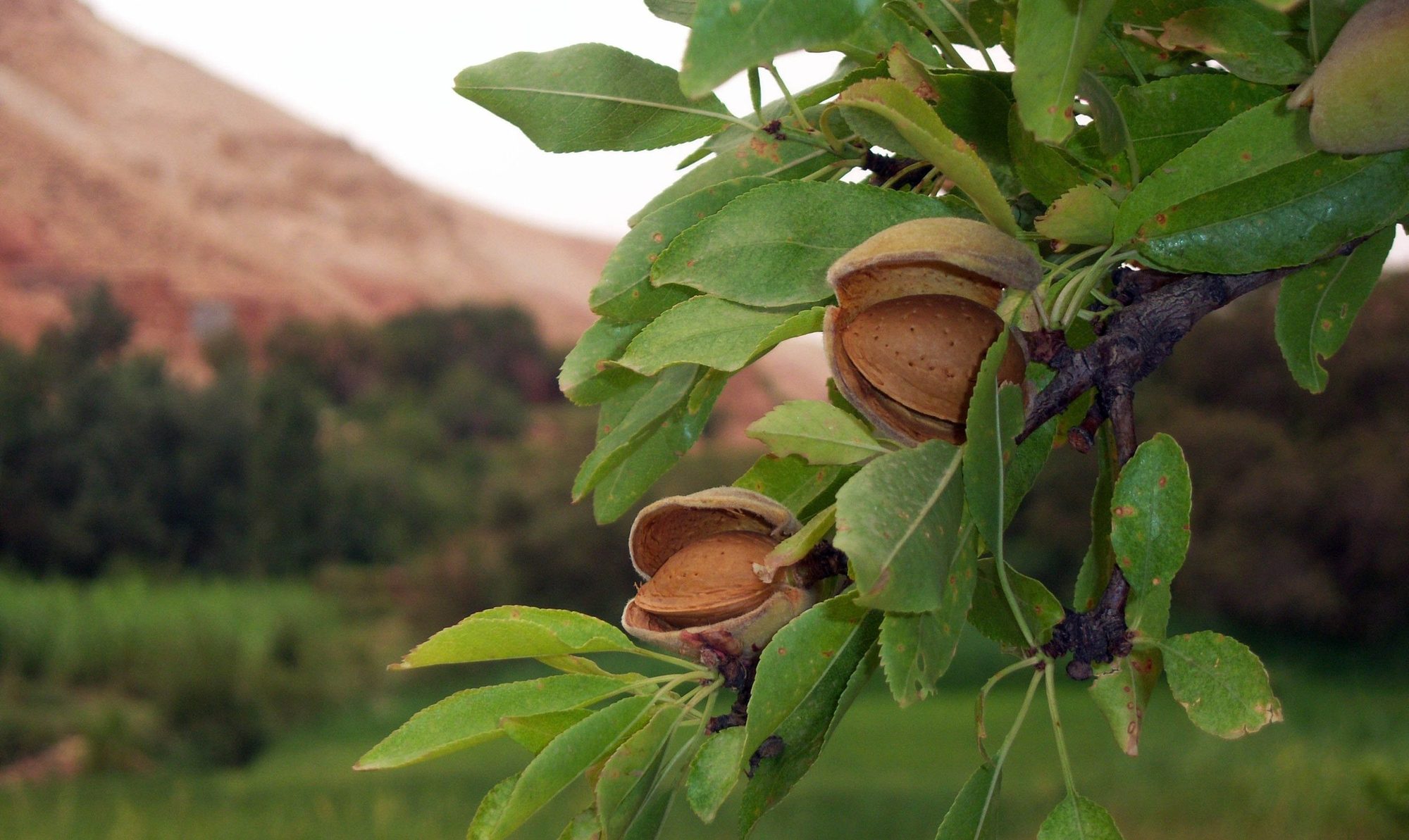 Almonds ripening on the tree