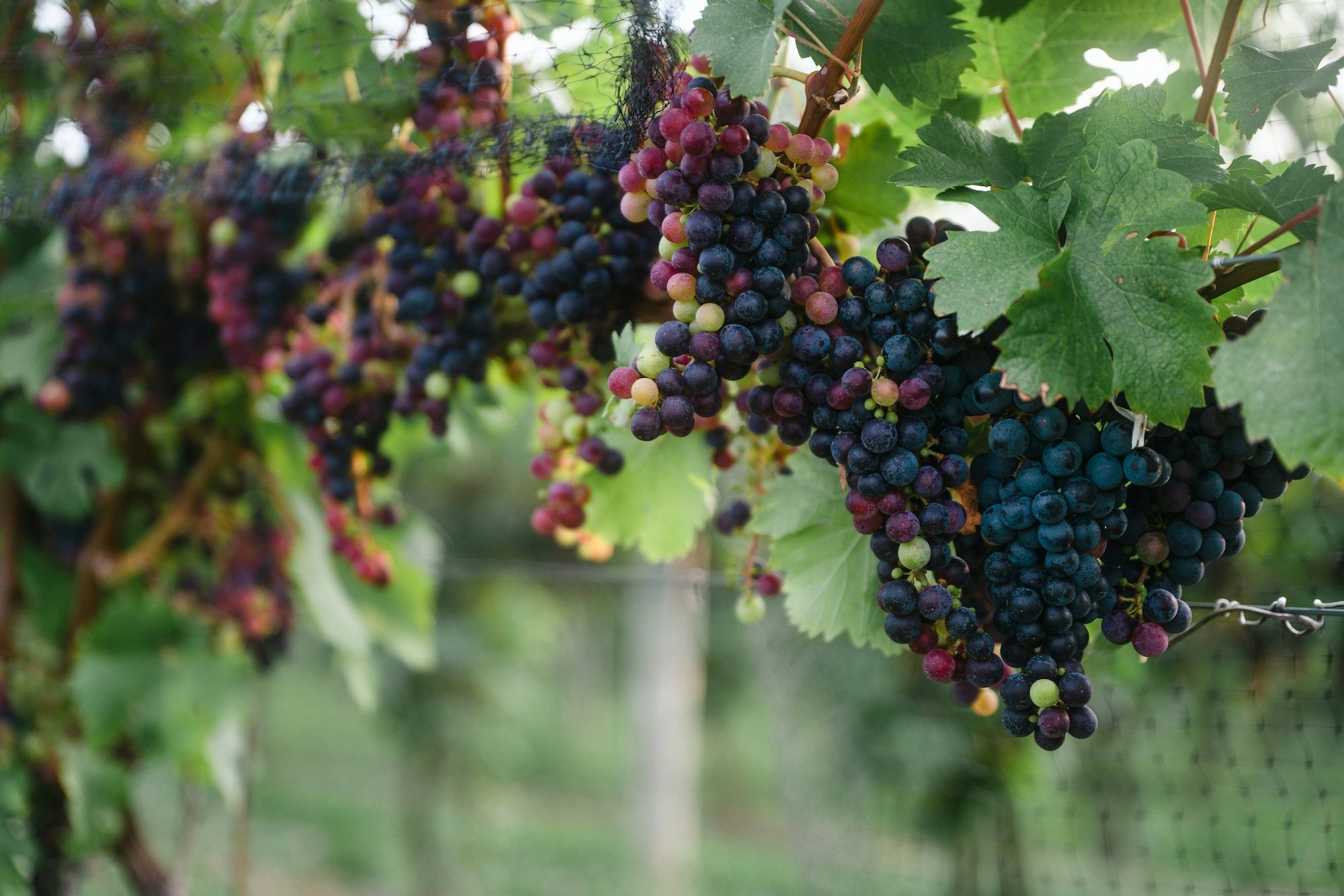 Dark wine grapes hanging on the vine